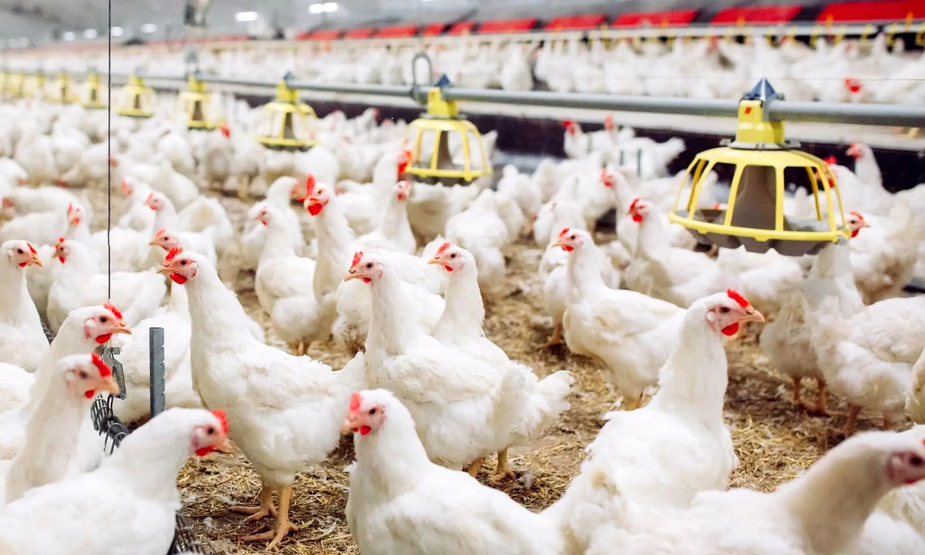 🐔 راهنمای کامل صادرات مرغ منجمد ایران به عراق؛ از کشتارگاه تا بازار